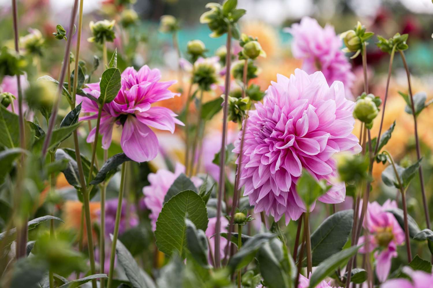 Dahlie 'Lavender Perfection'